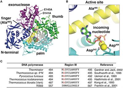 Frontiers | Therminator DNA Polymerase: Modified Nucleotides And ...